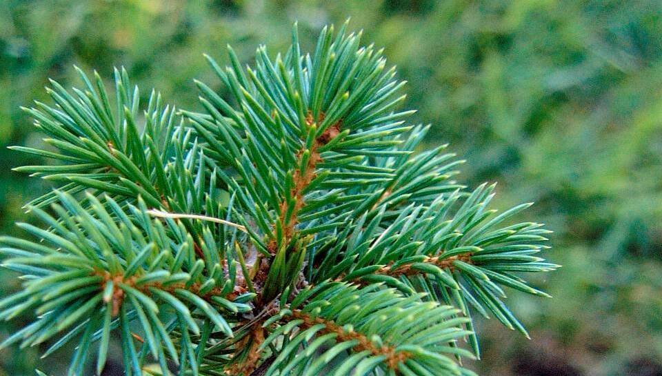 Letters to the editor: Counting the environmental costs of Sitka spruce