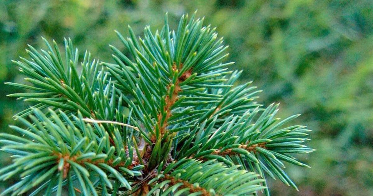 Letters to the editor: Counting the environmental costs of Sitka spruce