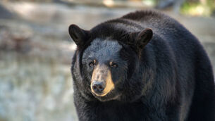 A black bear made its home under a man’s house in California (Alamy/PA)