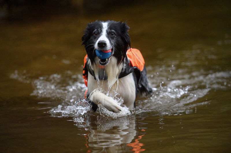 Murphy, one of ISSARD’s specialist search and rescue dogs, hard at work with Killarney Water Rescue Search and Recovery during training in 'man-trailing' and cadaver work at Loch Léin, Killarney National Park. Pictures: Dan Linehan
Murphy, one of ISSARD’s specialist search and rescue dogs, hard at work with Killarney Water Rescue Search and Recovery during training in 'man-trailing' and cadaver work at Loch Léin, Killarney National Park. Pictures: Dan Linehan