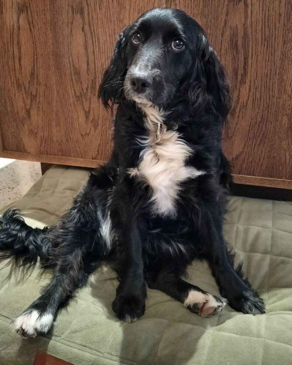 The family dog Murph. The family dog Murph.