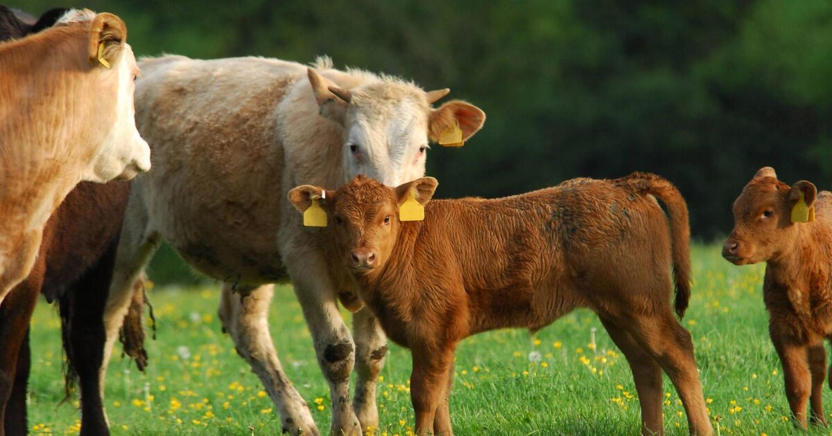'A culmination of intensive engagement': China drops ban on Irish beef  