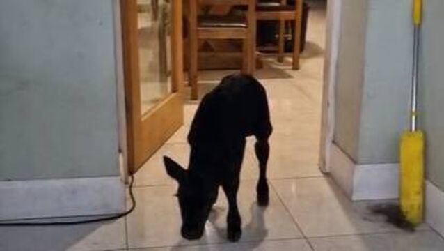 <p>The little premature calf was straight away christened little Pat after our vet Pat from Coolcower Vets. Picture: Paula Hynes </p>