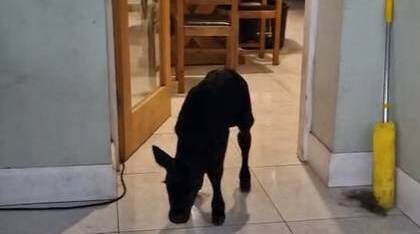 Paula Hynes: Celebrating a calf poo