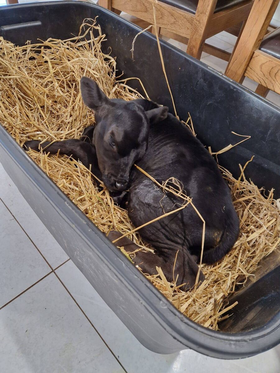 Every morning when I went into the kitchen, Pat would call for his bottle. Picture: Paula Hynes