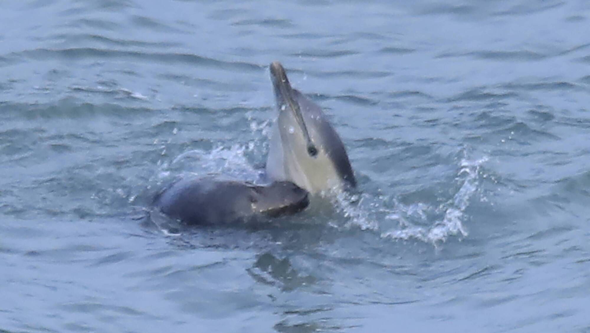 Public urged to report unusual interactions between seals and other marine animals 