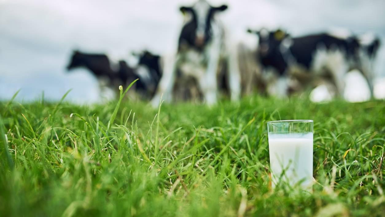 Domestic milk intake in the 11 months to November 2025 up 5%
