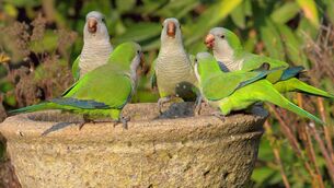 <p>Five Monk parakeets (Myiopsitta monachus), or 'Loro' to the locals, a widespread and common Chilean species, perch on a garden fountain in a suburban Santiago garden. Originally centred on the plains of Argentina, this species has become more widespread in South America and, through the pet-trade, managed to colonise parts of North America and Europe</p>