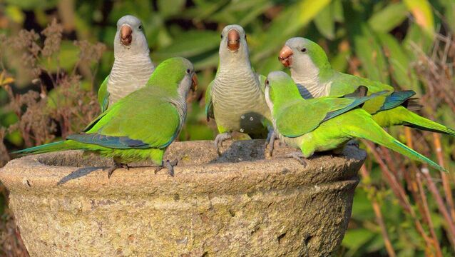 <p>Five Monk parakeets (Myiopsitta monachus), or 'Loro' to the locals, a widespread and common Chilean species, perch on a garden fountain in a suburban Santiago garden. Originally centred on the plains of Argentina, this species has become more widespread in South America and, through the pet-trade, managed to colonise parts of North America and Europe</p>