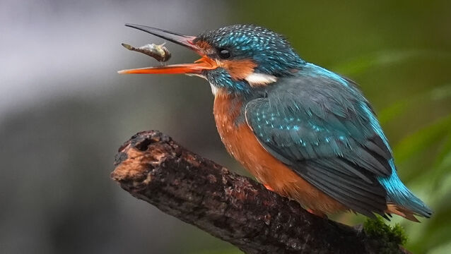 <p>When light falls upon the kingfishers’ blue feathers, blue wavelengths are scattered more than other wavelengths, giving an ‘electric’ hue to the blues — a phenomenon known as the<a class="contextmenu inlinelink" href="https://en.wikipedia.org/wiki/Tyndall_effect" idref="X0.7223755896570779"> Tyndall effect</a>. Picture: Gareth Fuller/PA Wire</p>