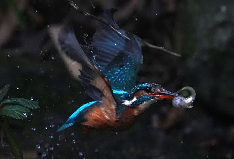 As master waterside hunters, kingfishers pluck fish from flowing water with precision and phenomenal speed. Picture: Gareth Fuller/PA Wire