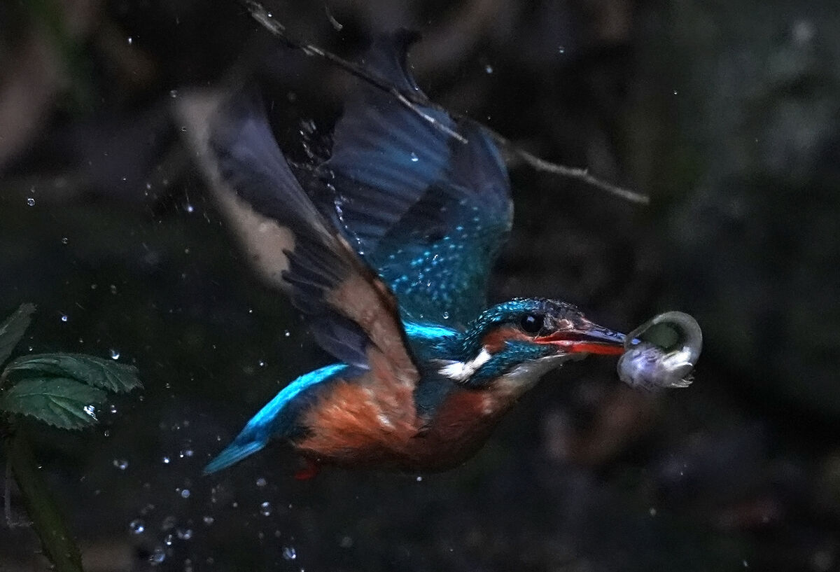 As master waterside hunters, kingfishers pluck fish from flowing water with precision and phenomenal speed. Picture: Gareth Fuller/PA Wire