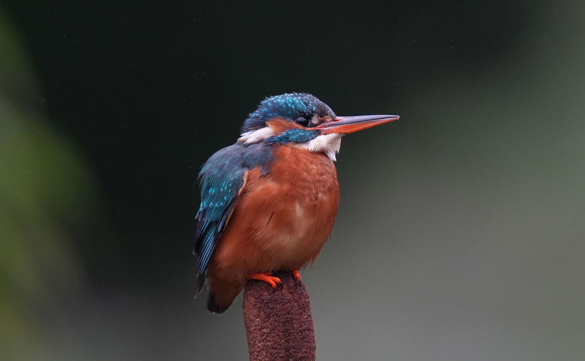 A Kingfisher perches on a reed during calm weather on a river. Picture: Gareth Fuller/PA Wire