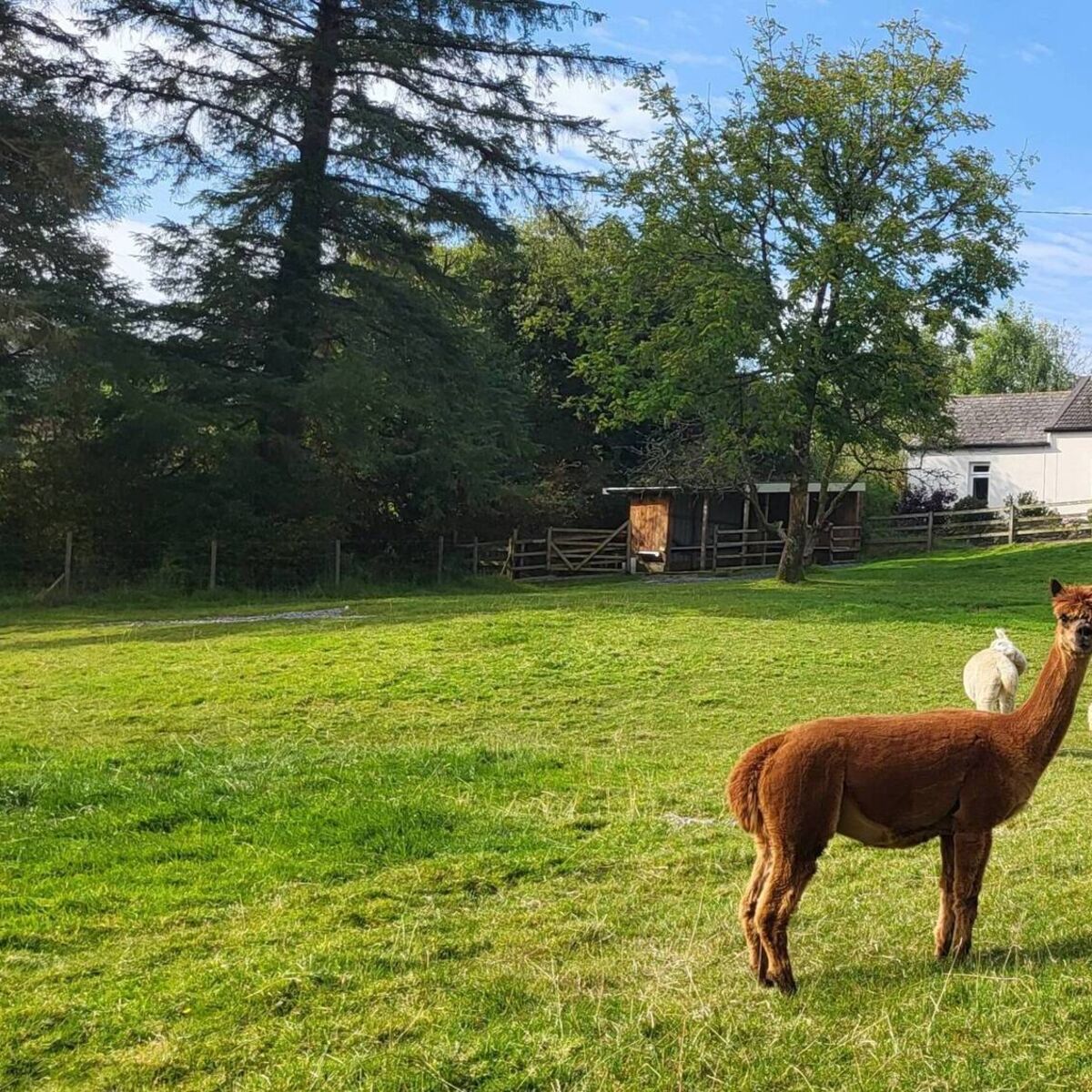 irishexaminer.com - Trish Dromey - This Galway home comes with a business - an alpaca farm