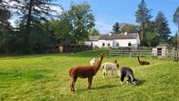 This Galway home comes with a business — an alpaca farm