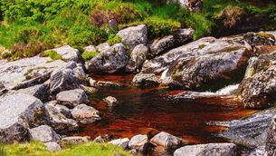 <p>Leaves, roots, mosses and microbes all contain carbon. When they decay, some of that carbon doesn’t become a gas, it becomes a tea-coloured solution that flows from land into streams and lakes</p>