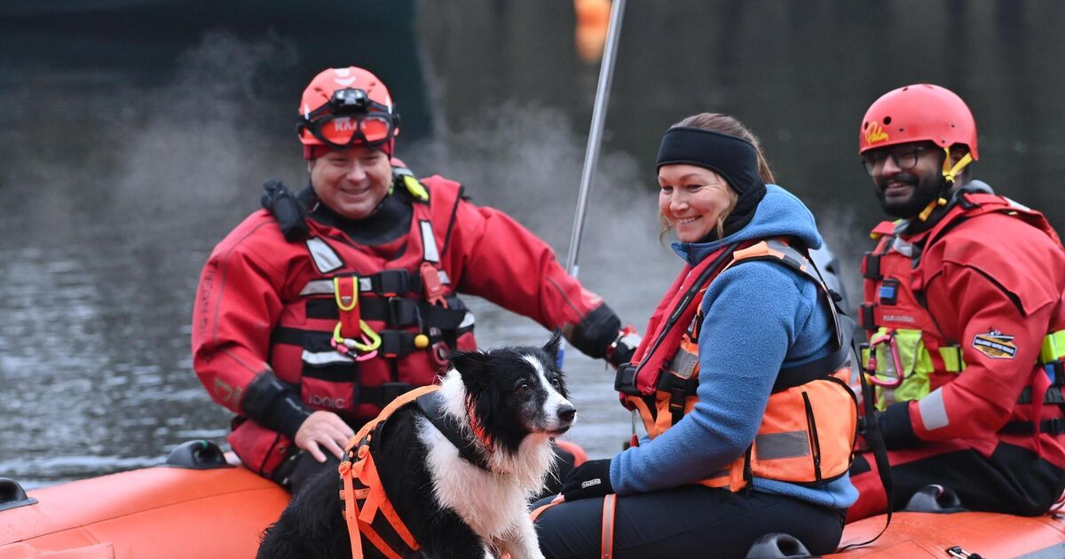 Meet Ireland’s new search and rescue dogs trained to find missing people on land and water