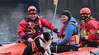 Meet Ireland’s new search and rescue dogs trained to find missing people on land and water