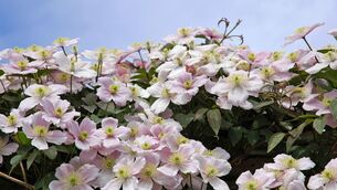 <p>Clematis montana ‘Rubens’. Picture: Alamy/PA</p>