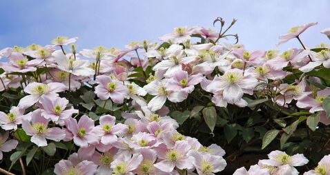 Clematis 'Montana rubens.' Grows to 9 - 10 metres.  Flowers in May.  Needs moist, fertile soil.  Chalk is beneficial.