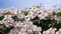 Clematis 'Montana rubens.' Grows to 9 - 10 metres.  Flowers in May.  Needs moist, fertile soil.  Chalk is beneficial.
