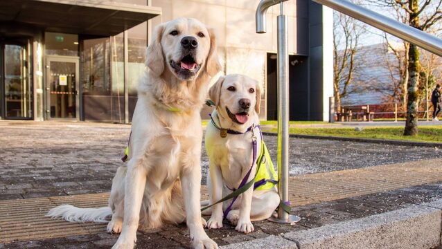 <p>Cork-based branch of medical equipment manufacturer Stryker has worked with Autism Assistance Dogs Ireland and Irish Dogs for the Disabled for the past ten years to help provide training for over 30 puppies.</p>