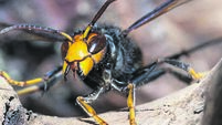 Asian hornet from Catalonian Garden - Berga