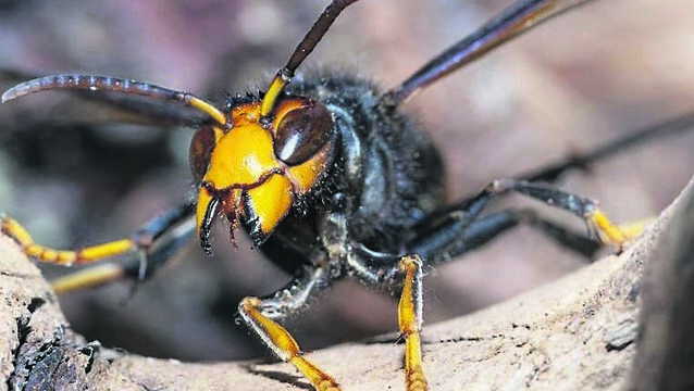<p>The Asian hornet, also known as the yellow-legged hornet or Asian predatory wasp, is of concern as an invasive species. File picture</p>