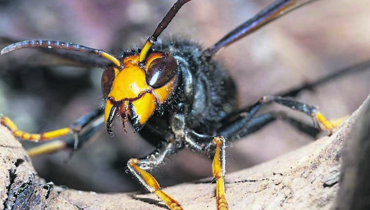 'Cork is a mecca for Asian hornets', beekeepers warn