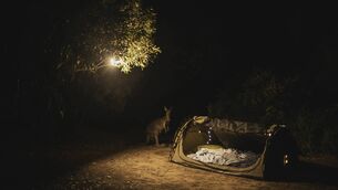 <p>Suzanne Harrington: 'In the morning I wonder if I have dreamed it, but there are pellets of kangaroo poo in my shoes.'</p>