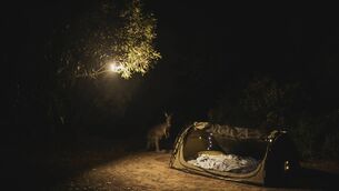 <p>Suzanne Harrington: 'In the morning I wonder if I have dreamed it, but there are pellets of kangaroo poo in my shoes.'</p>