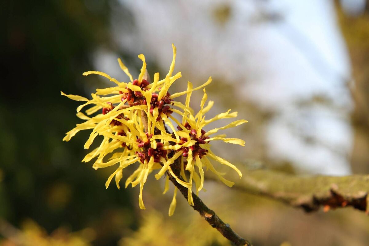 Witch hazels like this bring much beauty to the winter garden without overpowering a space, says Peter Dowdall. File picture Witch hazels like this bring much beauty to the winter garden without overpowering a space, says Peter Dowdall. File picture