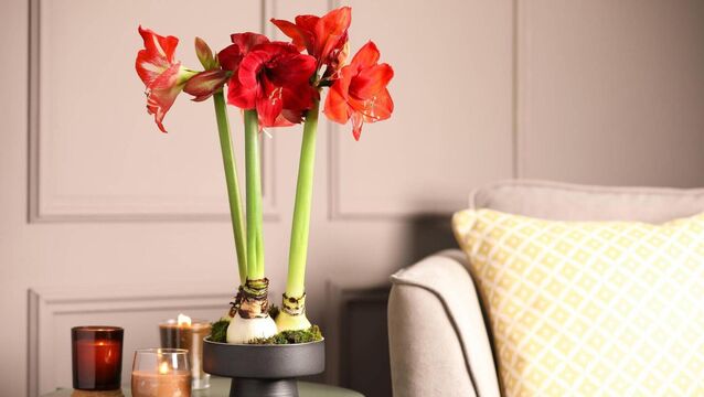 <p>Red amaryllis flowers. File picture</p>