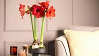 Beautiful red amaryllis flowers on table in room