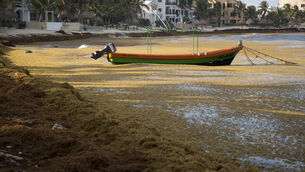 <p>Sargassum, a seaweed-like algae, surrounds a boat in Bahia La Media Luna, near Akumal in Quintana Roo state, Mexico. File picture: Eduardo Verdugo/AP</p>