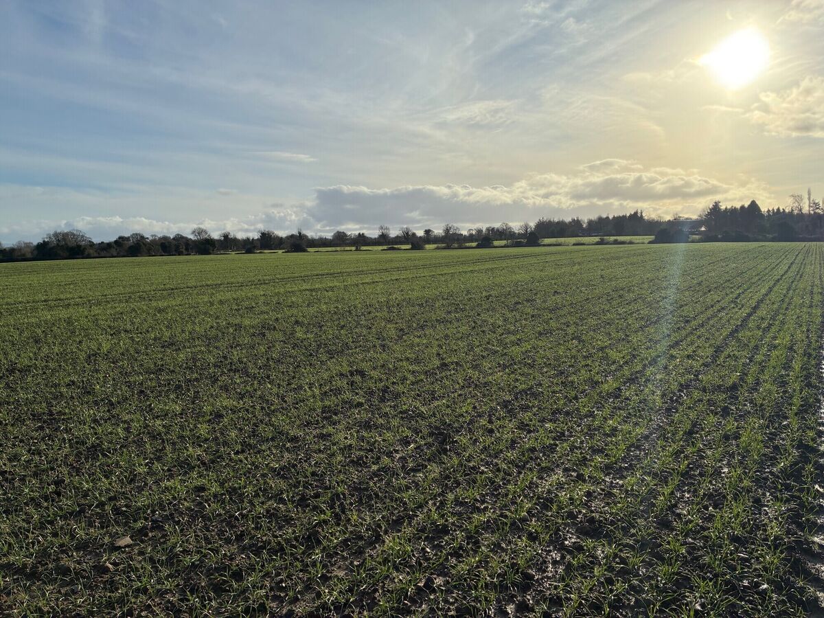 The land at Clonshanbo Donadea, Co. Kildare