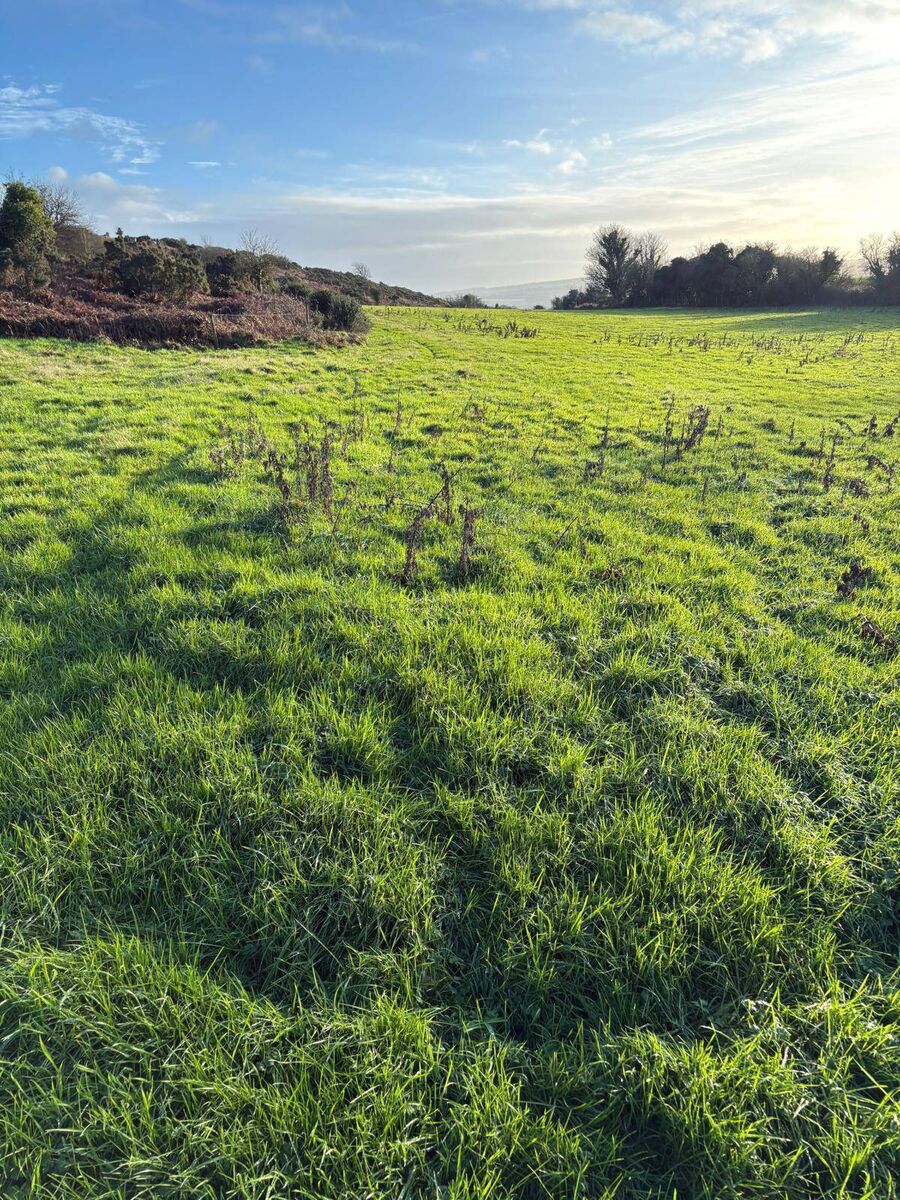 Most of the land is in grass.