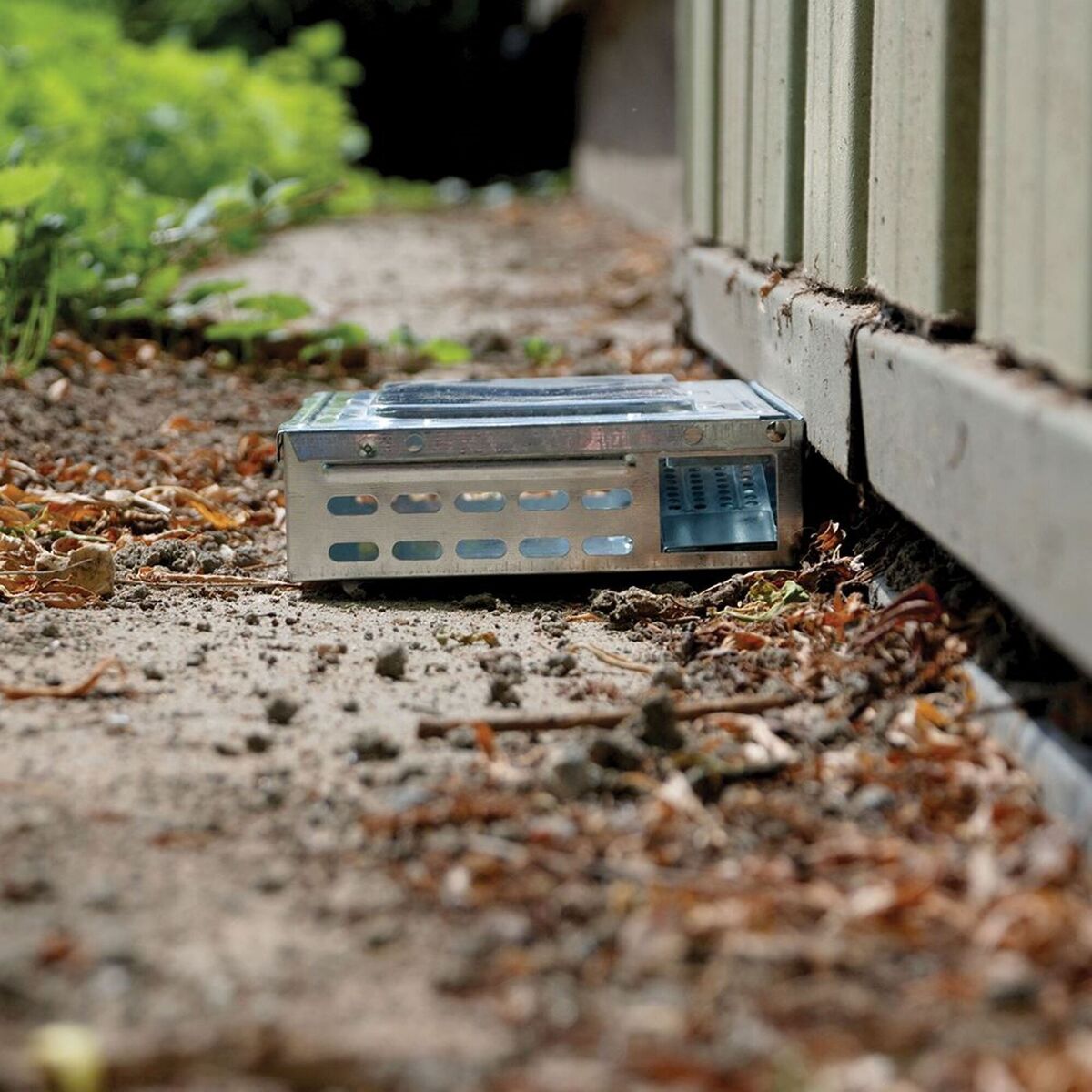  The Big Cheese, Live Trap (multi), from €14.50, suited to mice, not rats. 