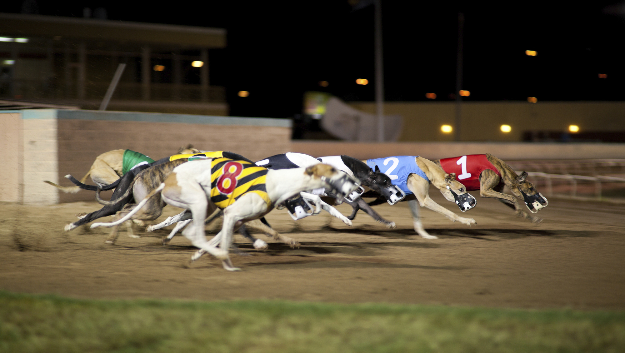 Third-level course sponsored by Greyhound Racing Ireland branded as 'cynical' 