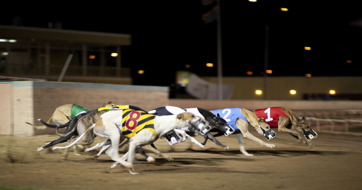 Third-level course sponsored by Greyhound Racing Ireland branded as 'cynical' 