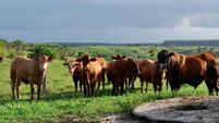 livestock farm in bahia