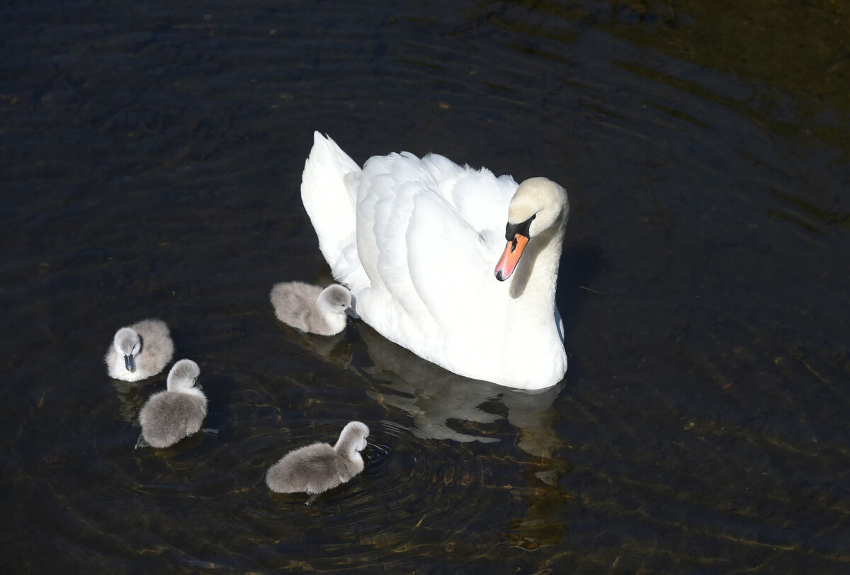  A mute swan and cygnets search for food in the shallow stream at Marina Park Ballintemple, Cork. Picture: Larry Cummins