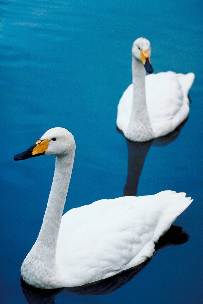 The Icelandic-breeding Whooper Swan population winters in Ireland and Great Britain (with a very small number wintering in the Channel Islands and Isle of Man), while a proportion remains in Iceland