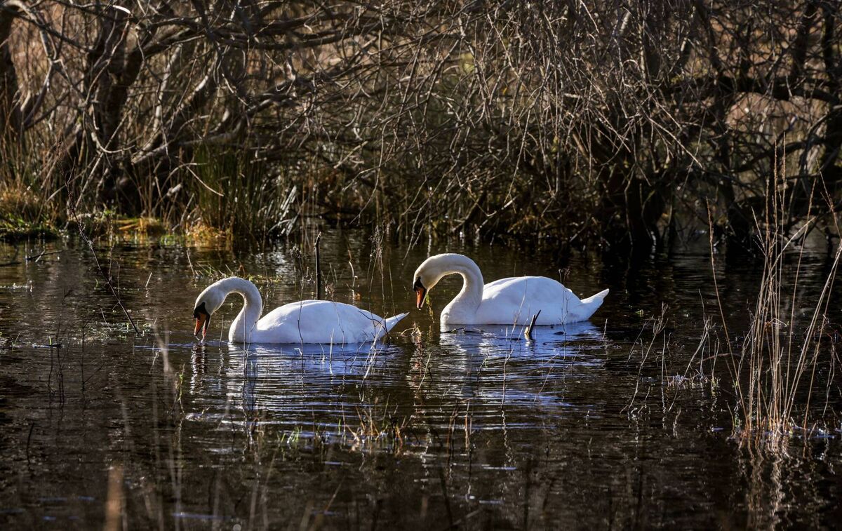Wild mute swans at Muckross Lake, Killarney National Park. Picture: Valerie O'Sullivan