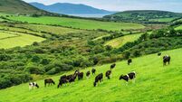 Cows grazing in Ireland