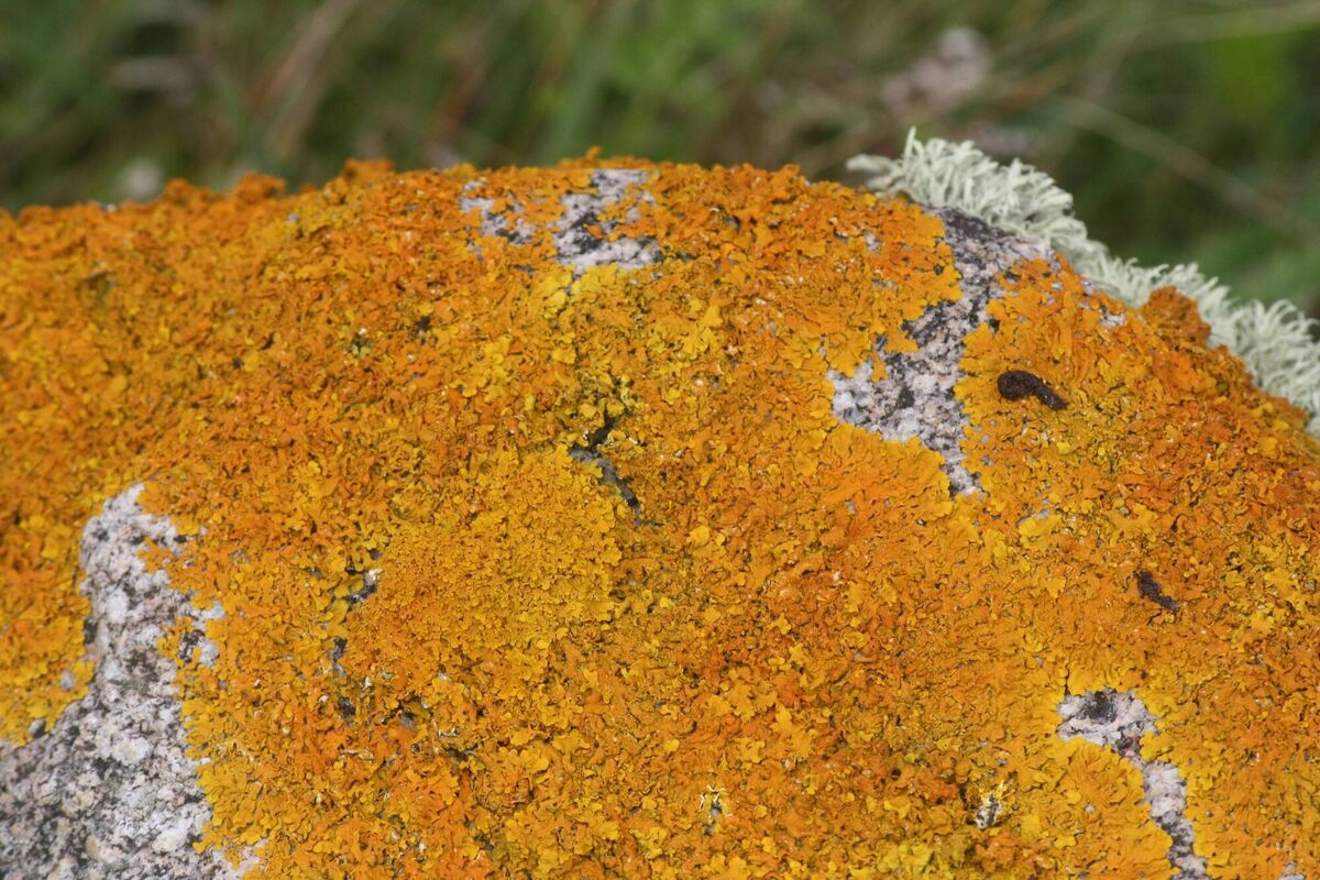 Lichen on Tory Island, County Donegal. Picture: Dan MacCarthy