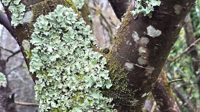 <p>Lichens are not parasites, and they are not a single organism. A lichen is best understood as a composite life form: a fungus living in intimate association with a photosynthetic partner, usually a green alga or a cyanobacterium. Lichen growing on the bark of trees in Marina Park, Cork. Picture: Caroline Delaney</p>