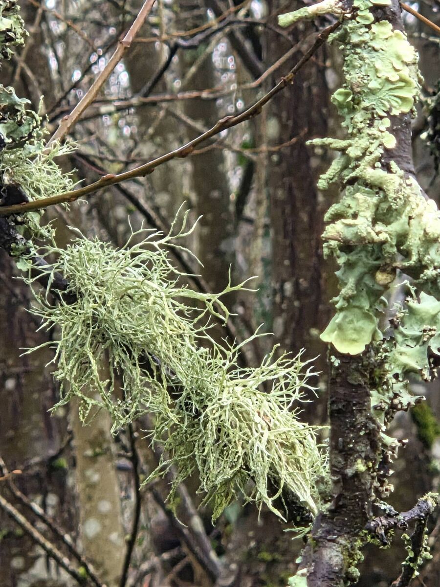 Lichens on trees in Marina Park, Cork