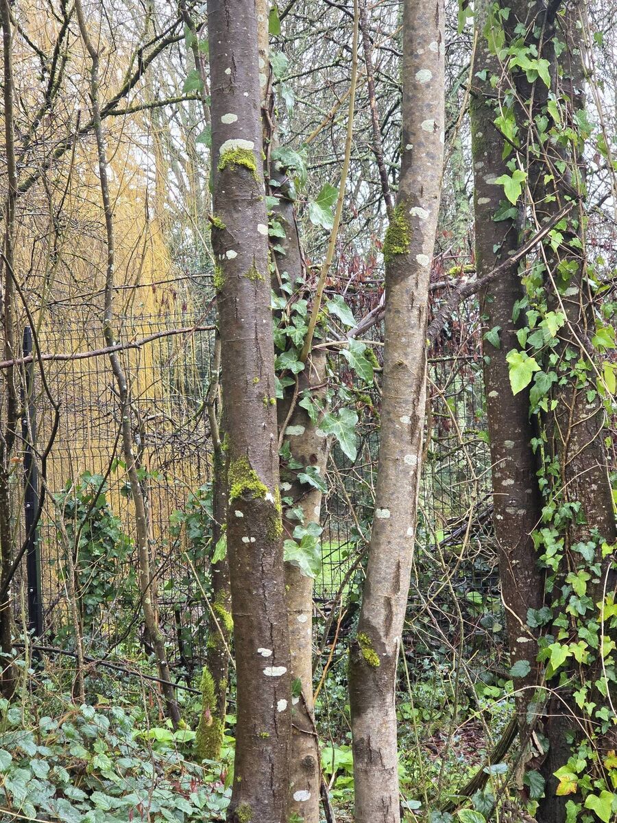 Lichens on trees in Marina Park, Cork