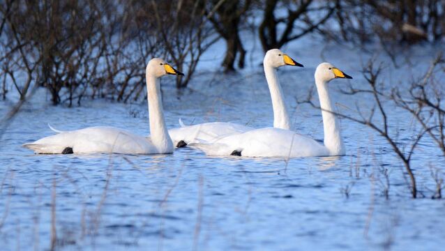 <p>Whooper Swans on the River Suck in Roscommon. The International Swan Census took place last weekend and hundreds of Whooper Swans were recorded across Ireland by staff of BirdWatch Ireland, the National Parks and Wildlife Service, and by volunteer birdwatchers</p>